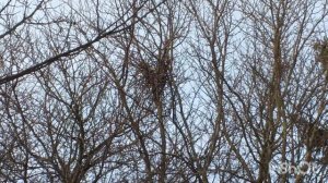 Любопытное зрелище: сороки строят гнездо