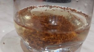 УКРОП ВЗОЙДЁТ БЫСТРО 2026. Сеем укроп в открытый грунт.