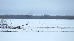 В Югру вернулись лебеди-кликуны