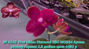 № А243  Phal Mituo Diamond RBC MO834 Арома размер горшка 2,5 дюйма