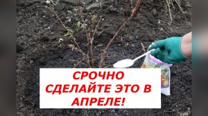 Жимолость проснулась! Что сделать в саду прямо сейчас, чтобы не остаться без ягод?