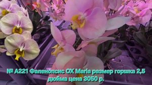 № А221 Фаленопсис OX Maria размер горшка 2,5 дюйма