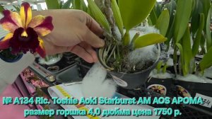 № А134 Rlc. Toshie Aoki Starburst AM AOS АРОМА размер горшка 4,0 дюйма