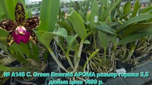 № А146 C. Green Emerald АРОМА размер горшка 3,5 дюйма