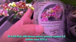 № А199 Phal. Miki Mouse peloric размер горшка 2,5 дюйма