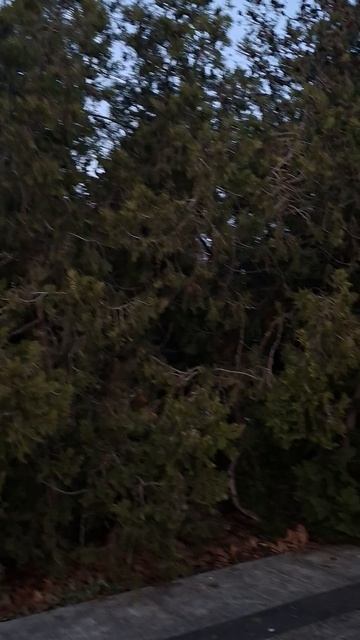 Тревога в Севастополе | Парк Победы