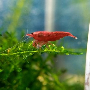 Кормление креветок и улиток