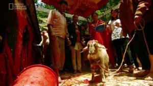 Запреты 5 сезон 12 серия (документальный сериал, 2008)