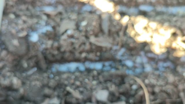 Что добавить при посадки свеклы для сладости 👍🥰