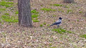ВОРОНА ПРИЛЕТЕЛА ПОИСКАТЬ ЕДУ НО БЫЛА РАЗОБЛАЧЕНА ДРОЗДОМ И АТАКОВАНА 15-04-2026