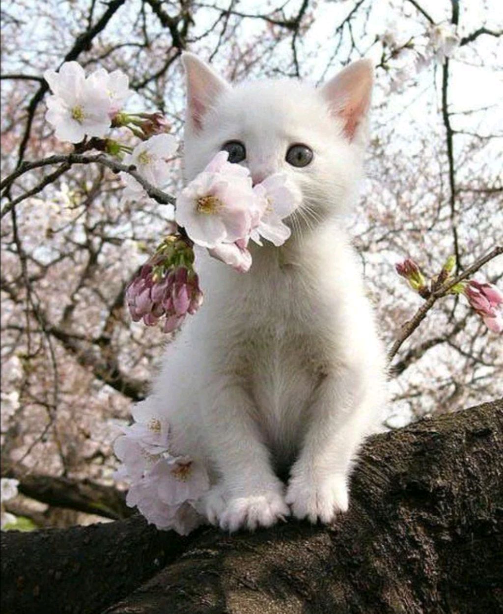 °^•прода фиговой новости•^°😥❤️🌿🗿