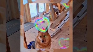 1000056137.mp4 (Собака наблюдает за устройством лестницы на 2-ой этаж в доме А-фрейм)