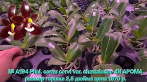 № А194 Phal. cornu cervi var. chattaladae 4N АРОМА размер горшка 2,5 дюйма