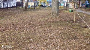 В ПОИСКАХ ЕДЫ ДЛЯ ПТЕНЦОВ 15-04-2026