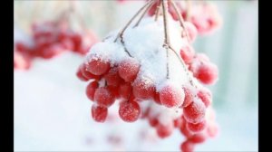 ТОНКАЯ РЯБИНА