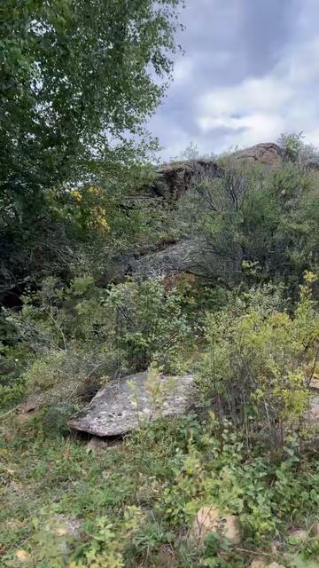 ГУЛЯЕМ В ГОРНОМ ЛЕСУ.