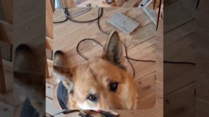 1000056142.mp4 (Собака наблюдает за устройством лестницы на 2-ой этаж в доме А-фрейм)