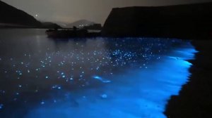 الصين.. ظاهرة "الدموع الزرقاء" الساحرة على سواحل ريتشاو