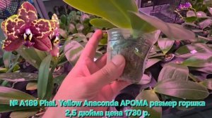№ А189 Phal. Yellow Anaconda АРОМА размер горшка 2,5 дюйма
