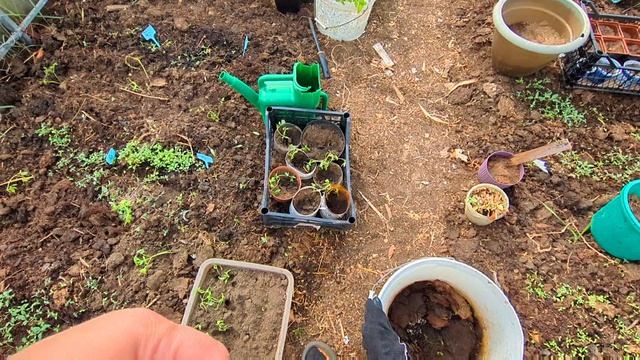 Живу в деревне.Загадочная загадка. Работаю в теплице.