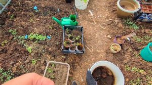 Живу в деревне.Загадочная загадка. Работаю в теплице.