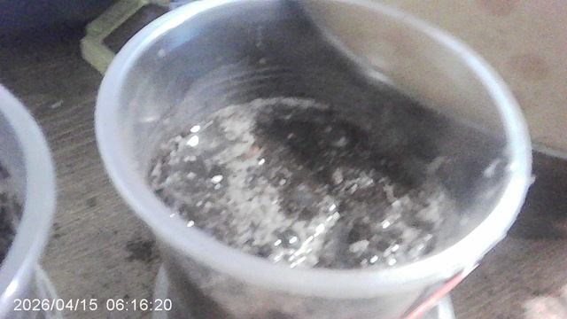 Полив свежего посева кабачков сорта "Зебра" (Посев сегодня - 15 апреля 2026)