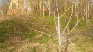 Правильная обрезка плодовых деревьев...