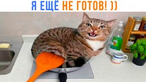 КОТ ЕЩЁ НЕ ГОТОВ! ))) Приколы с котами | Мемозг 1743