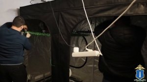 Ульяновская полиция ликвидировала наркоплантацию в квартире, где жили беременная женщина и ребёнок