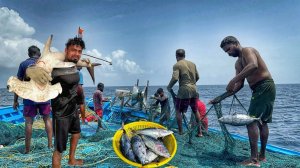 На девятый день 🦈 мы остались в глубоком море и поймали акул
