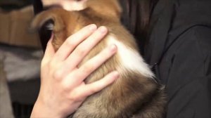 (14.04.2026) Спасенных комсомольским полицейским щенков пристроили в семьи