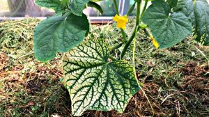 ОШИБКИ при МУЛЬЧИРОВАНИИ Что НУЖНО ЗНАТЬ?