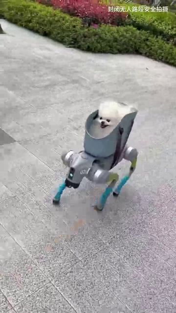 Выгул собаки робопсом вирусится в соцсетях