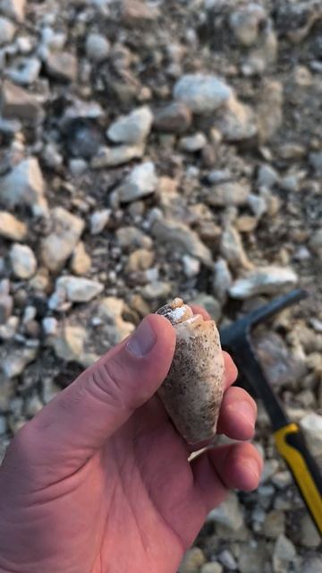 Strombus и Campanile Giganteum 2026 04 15