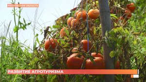 Кемпинги, глэмпинги, винодельни и фермы: арготуризм на  Дону