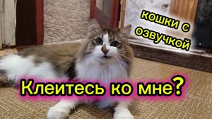 КОШКИ С ОЗВУЧКОЙ. Клеитесь ко мне?