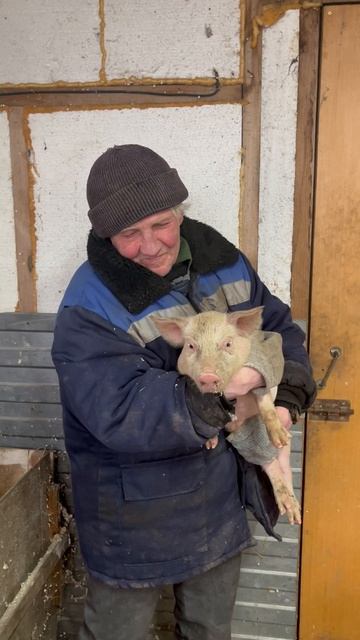 Батёк хвалится поросятами, говорит за характер 🐖