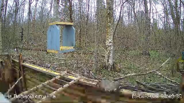 LIVE: На лесной опушке. Природа онлайн