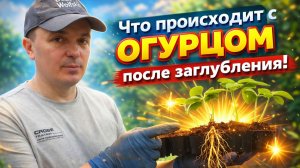 Что происходит с огурцом после заглубления стебля в почву. Как растение реагирует на посадку.