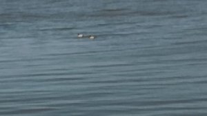 Домашние дикие уточки - Как плавает утка - смотреть онлайн 2026.04.15