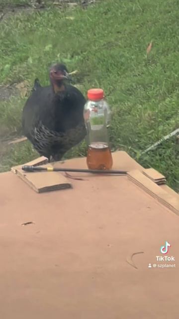 Моя жизнь в Австралии - каждый день что-то необычное происходит 🤪