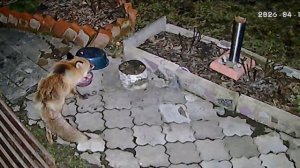 Лиса на самообслуживании.