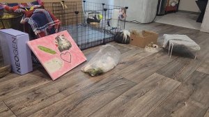 Морские свинки Улли и Пулли наши красотули 🐗 😍