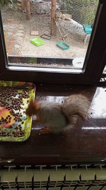 вечерняя белка