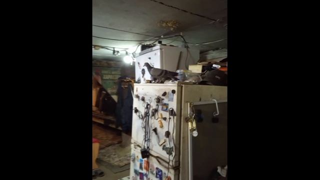 Голубчика выгнали из слесарки The Pigeon Was Kicked Out Of The Locksmith's Shop