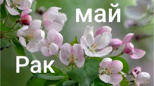 Таро расклад для Раков на май 2026 года