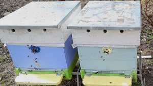 Слабые семьи весной