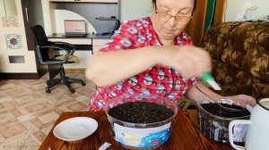 Разыграла папу 1 апреля. Сею цветы и томаты