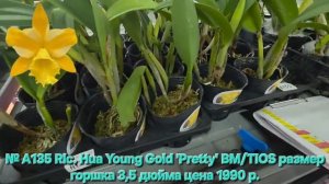№ А135 Rlc. Hua Young Gold 'Pretty' BM/TIOS размер горшка 3,5 дюйма