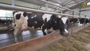 Молодой руководитель сельскохозяйственного комплекса А.Байлевич–в сюжете ОНТ // Белоруснефть